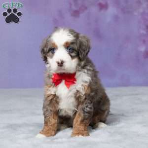 Skyler, Mini Bernedoodle Puppy